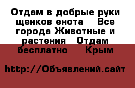 Отдам в добрые руки щенков енота. - Все города Животные и растения » Отдам бесплатно   . Крым